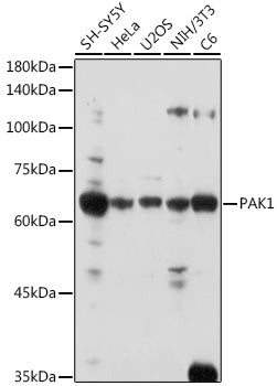 PAK1 Rabbit pAb