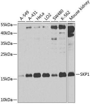 SKP1 Rabbit pAb