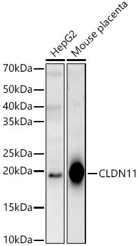 CLDN11 Rabbit pAb