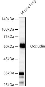 Occludin Rabbit pAb