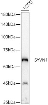 SYVN1 Rabbit pAb