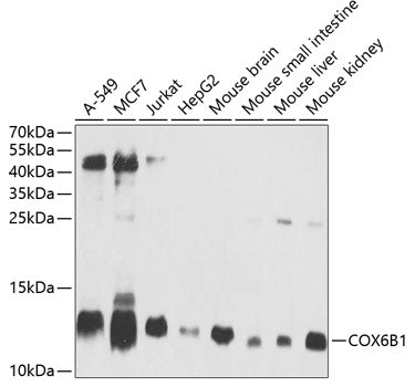 COX6B1 Rabbit pAb