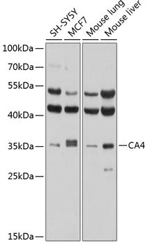 CA4 Rabbit pAb