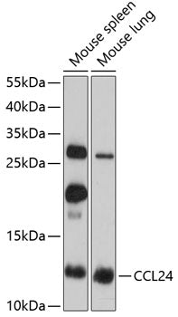 CCL24 Rabbit pAb