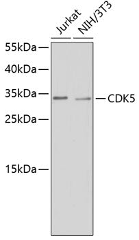 CDK5 Rabbit pAb