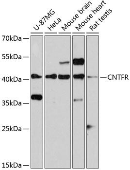 CNTFR Rabbit pAb