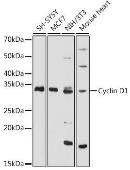 Cyclin D1 Rabbit pAb