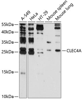 CLEC4A Rabbit pAb