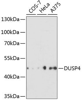 DUSP4 Rabbit pAb