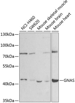 GNAS Rabbit pAb
