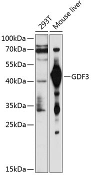 GDF3 Rabbit pAb