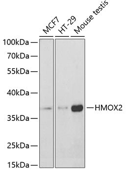 HMOX2 Rabbit pAb