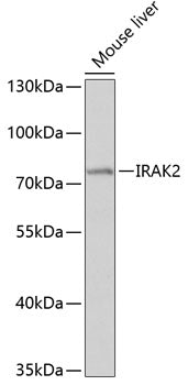 IRAK2 Rabbit pAb
