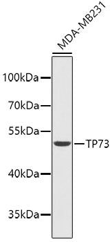 TP73 Rabbit pAb