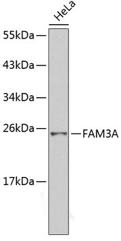 FAM3A Rabbit pAb