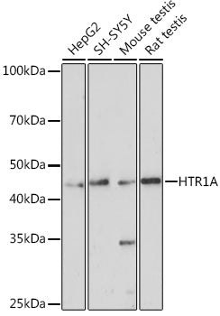 HTR1A Rabbit pAb