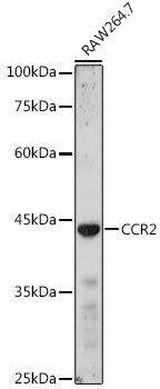 CCR2 Rabbit pAb