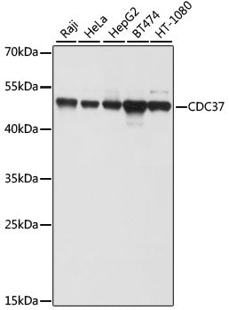 CDC37 Rabbit pAb