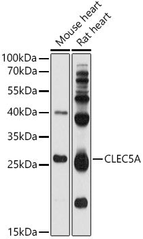 CLEC5A Rabbit pAb