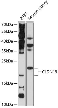CLDN19 Rabbit pAb