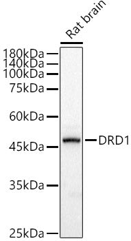 DRD1 Rabbit pAb
