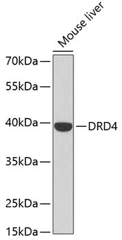 DRD4 Rabbit pAb