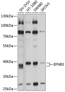 EFNB3 Rabbit pAb