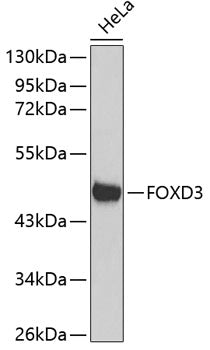 FOXD3 Rabbit pAb