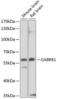 GABRR1 Rabbit pAb