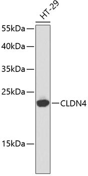 CLDN4 Rabbit pAb