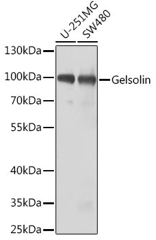 Gelsolin Rabbit pAb
