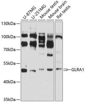 GLRA1 Rabbit pAb