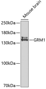 GRM1 Rabbit pAb