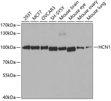 HCN1 Rabbit pAb