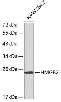 HMGB2 Rabbit pAb