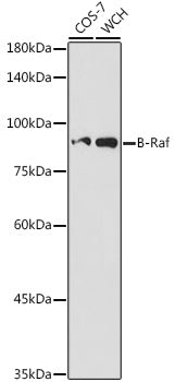 B-Raf Rabbit pAb