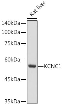 KCNC1 Rabbit pAb