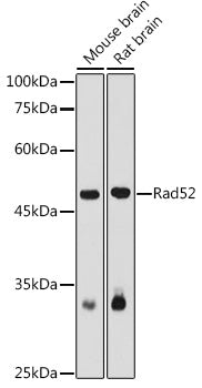 Rad52 Rabbit pAb