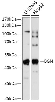 BGN Rabbit pAb