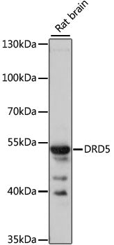 DRD5 Rabbit pAb