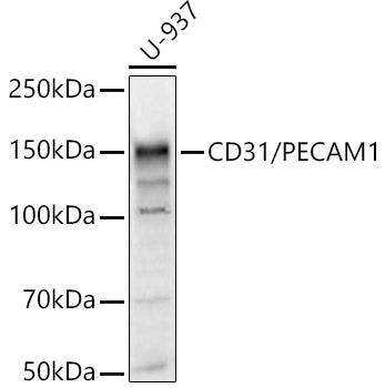 CD31/PECAM1 Rabbit pAb