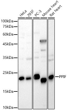 PPIF Rabbit pAb