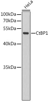 CtBP1 Rabbit pAb