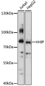 HHIP Rabbit pAb