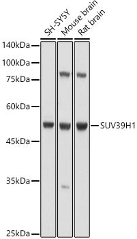 SUV39H1 Rabbit pAb