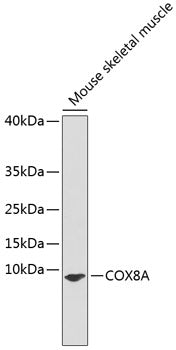 COX8A Rabbit pAb