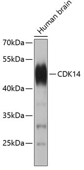 CDK14 Rabbit pAb