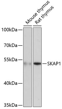 SKAP1 Rabbit pAb