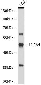 LILRA4 Rabbit pAb