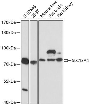SLC13A4 Rabbit pAb